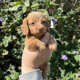 Danka - Red female Dachshund puppy in Huntingdon, Pennsylvania from Indian Creek Springers and Doxies