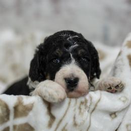 Violet - Tri-color female Bernedoodle puppy in Delta, Pennsylvania from KEE Bernedoodles