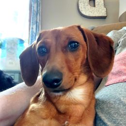 Lucy - Dachshund