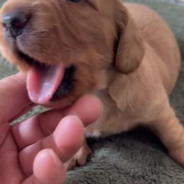 Dachshund Puppies from Lil Sausage Co