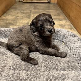 Sage - Merle female Bernedoodle puppy in Constableville, New York from Zehr’s Labradoodles & Bernedoodles