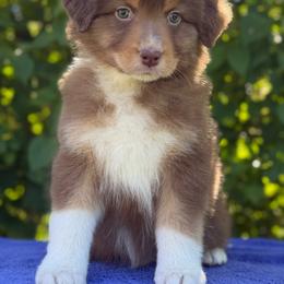 Luck of The Irish - Red tri-color male Australian Shepherd puppy in Touchet, Washington from Northwest Rainbow Aussies and Golden Retrievers