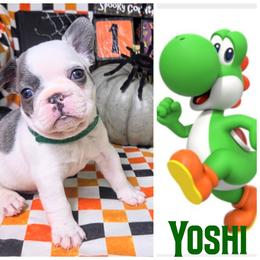 Yoshi - Blue male French Bulldog puppy in Denver, Colorado from Mecham Family kennels -MechamFrenchies