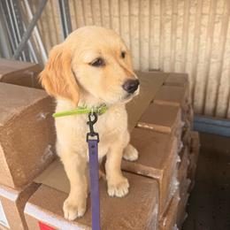 Billie - Golden female Golden Retriever puppy in Great Falls, Montana from VS Golden Fields