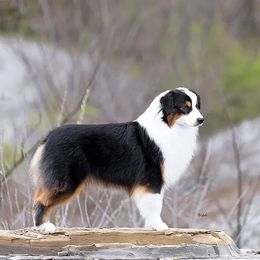 Kane - Miniature American Shepherd