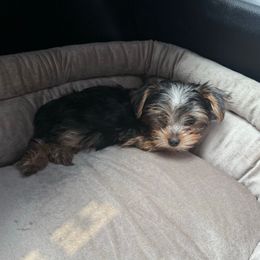 Reign - Blue and gold female Yorkshire Terrier puppy in Phoenix, Arizona from De La Cruz Yorkies