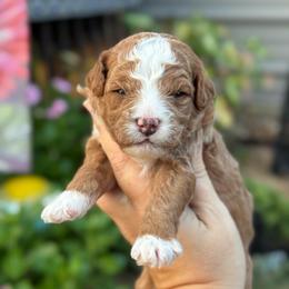 Lunchable - Red  male Goldendoodle puppy in Wharton, Texas from Little Fur Friends