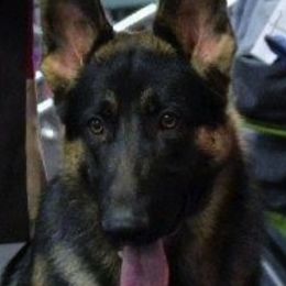 German Shepherds from Heavenly German Shepherds & Shetland Sheepdogs Kennels