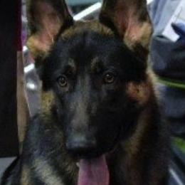 German Shepherds from Heavenly German Shepherds & Shetland Sheepdogs Kennels