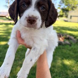 No name yet - Liver and white female Brittany puppy in Traer, Iowa from Double K Brittanys