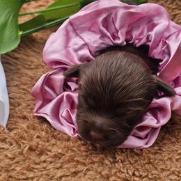 Truffle - Chocolate female Cavapoo puppy in Decatur, Illinois from Petite Pups