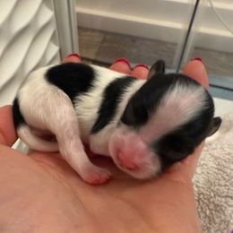 Purple girl - White and black female Papillon puppy in Noblesville, Indiana from Kerwan Papillons