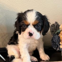 Luca - Tri-color male Cavalier King Charles Spaniel puppy in Kidder, South Dakota from Continental Cavaliers