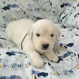 Mr. Brown - Light golden male Golden Retriever puppy in Campton, Kentucky from ElkRidge Goldens