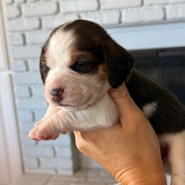 Belle (yellow) - Black white and tan female Beagle puppy in Norco, California from Prairie Tail Beagles