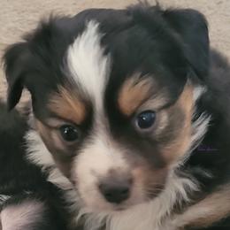 Indy - Black tri female Miniature Australian Shepherd puppy in Deer Park, Washington from Rodeo Aussies