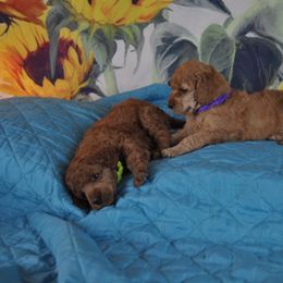 Poodle Puppies from Moyen Majestic Embrace
