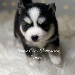 Doody - Black and white male Pomsky puppy in Rossville, Georgia from Scenic City Pomskies