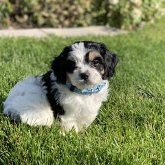 Cavachon, Cavalier King Charles Spaniel, and Cavapoo Puppies from Cavachon Love