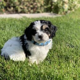 Cavachon, Cavalier King Charles Spaniel, and Cavapoo Puppies from Cavachon Love