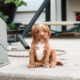 Mojave - Apricot male Cavapoo puppy in Saratoga Springs, Utah from Sage & Paws Puppy co.