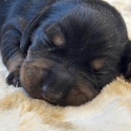 BT Girl One - Black and tan female Dachshund puppy in Rutherfordton, North Carolina from Mountain Farm Dachshunds