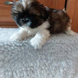 Charles - Brindle and white male Shih Tzu puppy in Buffalo, New York from Shih Tzu's by Jen