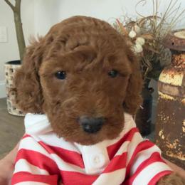 Shannon - Red  female Goldendoodle puppy in Stratford, New Jersey from Meadow Lark Doodles