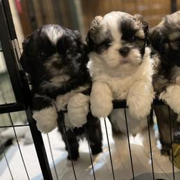 Shih Tzu Puppies from Precious to the world Shih Tzu’s