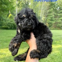 Firecracker - Phantom male Bernedoodle puppy in Midland, Michigan from Northern Charm Farm