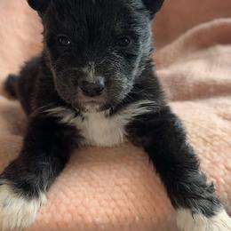 Cupid - Black and white male Siberian Husky puppy in Mechanicsville, Virginia from Shinko Siberians
