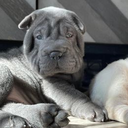 Chinese Shar-Pei from Austin’s Wrinkle N Time Pei
