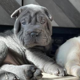 Chinese Shar-Pei from Austin’s Wrinkle N Time Pei
