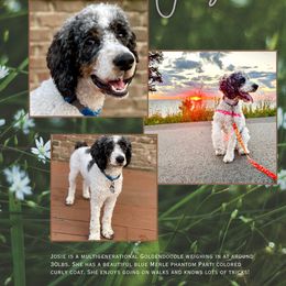 Josie - Goldendoodle