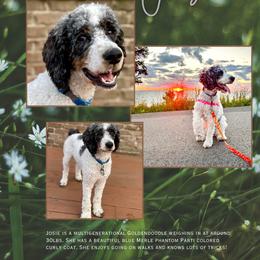 Josie - Goldendoodle