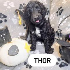 Double Doodle and Labradoodle Puppies from Superdoodles of San Antonio