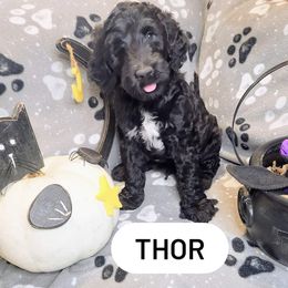 Double Doodle and Labradoodle Puppies from Superdoodles of San Antonio