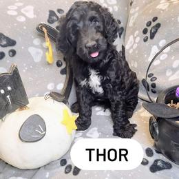 Double Doodle and Labradoodle Puppies from Superdoodles of San Antonio