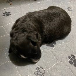 Black tri girl - Black tri-color Australian Shepherd puppy in Tennessee from PaintedS Aussies