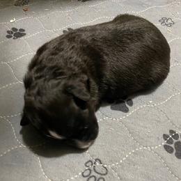 Black tri girl - Black tri-color Australian Shepherd puppy in Tennessee from PaintedS Aussies