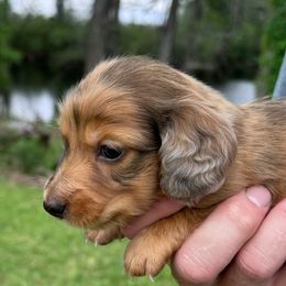Dachshunds from Wyches Bayou Dachshunds