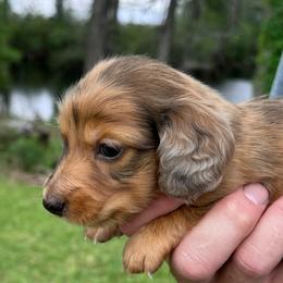 Dachshunds from Wyches Bayou Dachshunds