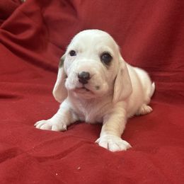 Aspen - White black and red female Basset Hound puppy in Pilot Mtn, North Carolina from Lowdown Love Basset Hounds