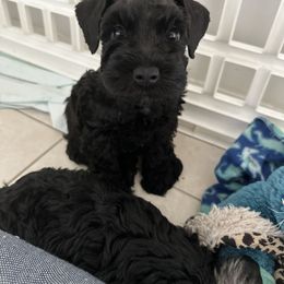 Miniature Schnauzer Puppies from Aria's Miniature Schnauzers