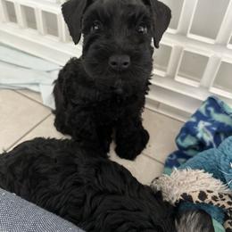Miniature Schnauzer Puppies from Aria's Miniature Schnauzers