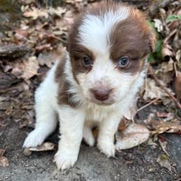 Coraline - Red tri-color female Australian Shepherd puppy in Grants Pass, Oregon from Carmel Mountain Aussies