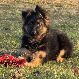 Red and black 1 - Black and red female German Shepherd puppy in Lordstown, Ohio from Jewels German Shepherd