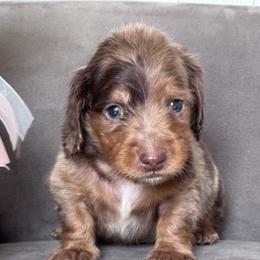 Tiny - Dapple male Dachshund puppy in North Auburn, California from Northern Doxie
