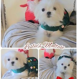 Star - White female Maltese puppy in Moreno Valley, California from Leslie's Maltese