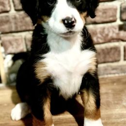 Bernese Mountain Dogs and Goldendoodles from Livys Doodles & Poodles